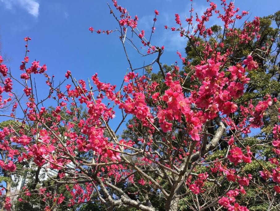 劉黎兒觀點 我被騙了 原來梅花是越暖越開花 新頭殼 Line Today