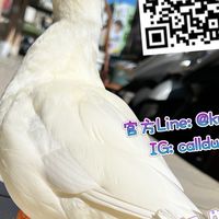 鴨鴨-寵物園@callduck520