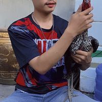 ส.ธนวัฒน์ ฟาร์ม ไก่ชน สุรินทร์