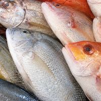 中豐路新鮮海魚