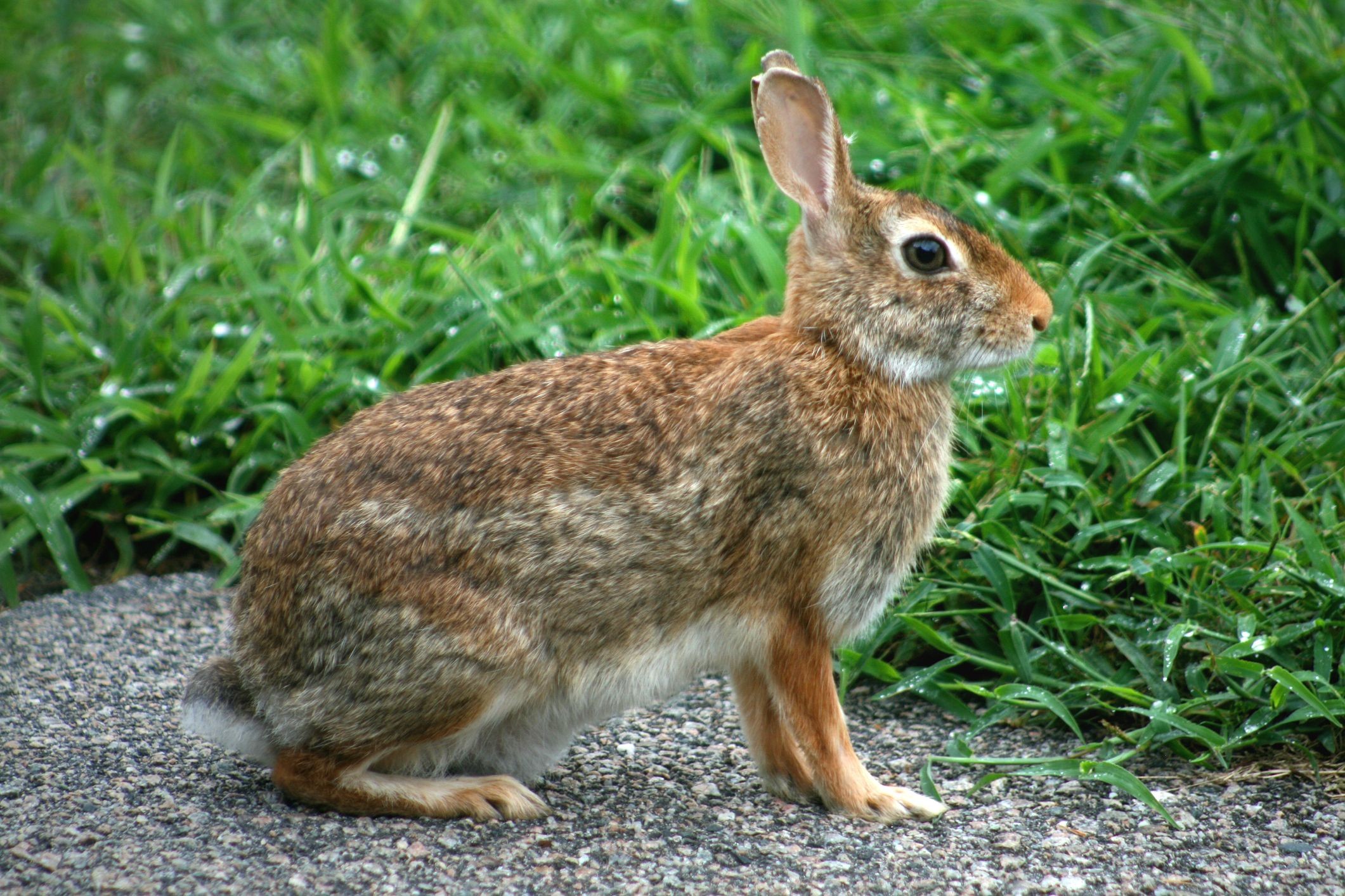 知ってた 実は 絶滅の危機 にある動物たち Cosmopolitan