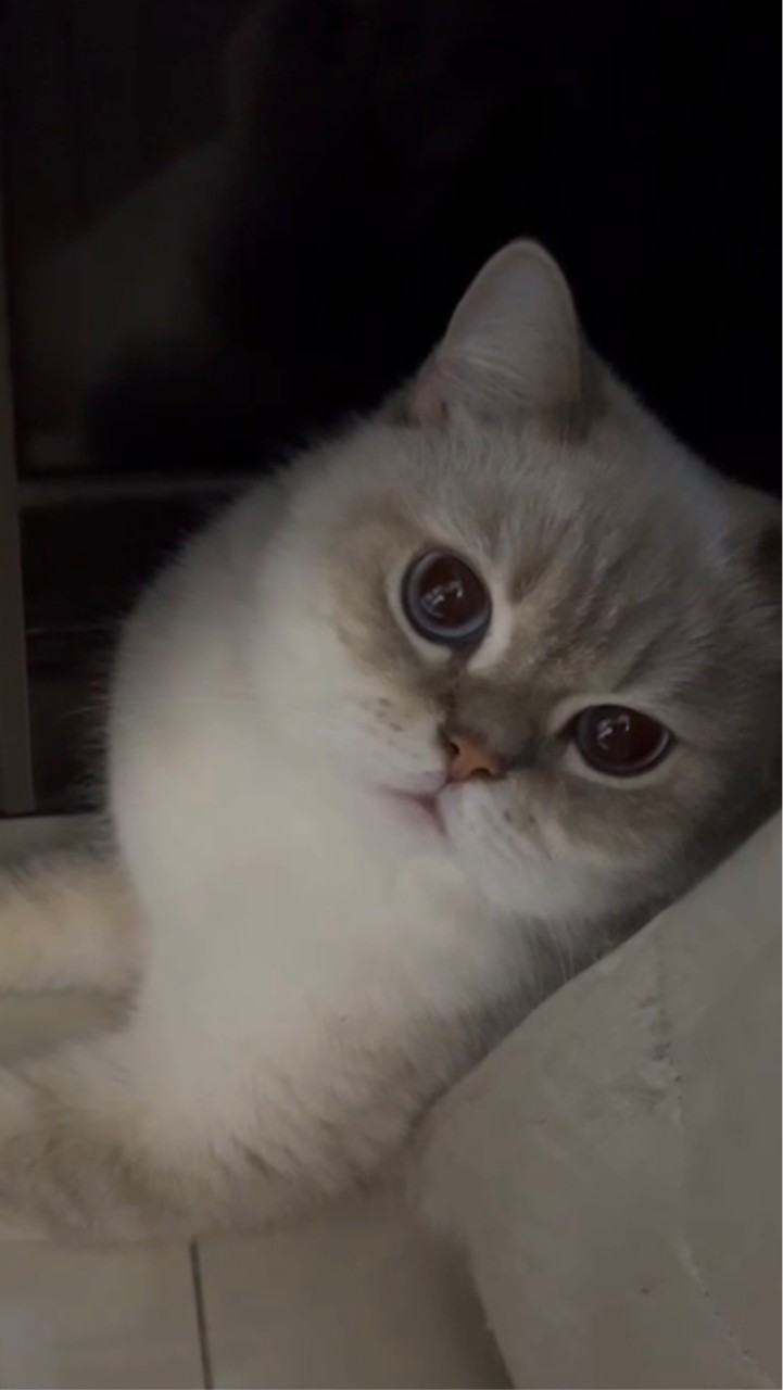 Neko羽球隊🐈每週六晚八