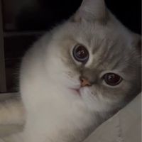 Neko羽球隊🐈每週六晚八