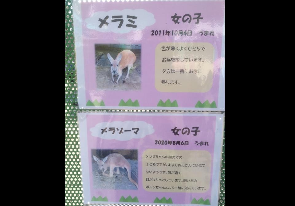 メラミ に メラゾーマ もしや飼育員ドラクエ好き インパクトでかいカンガルーの名前の由来 Jタウンネット