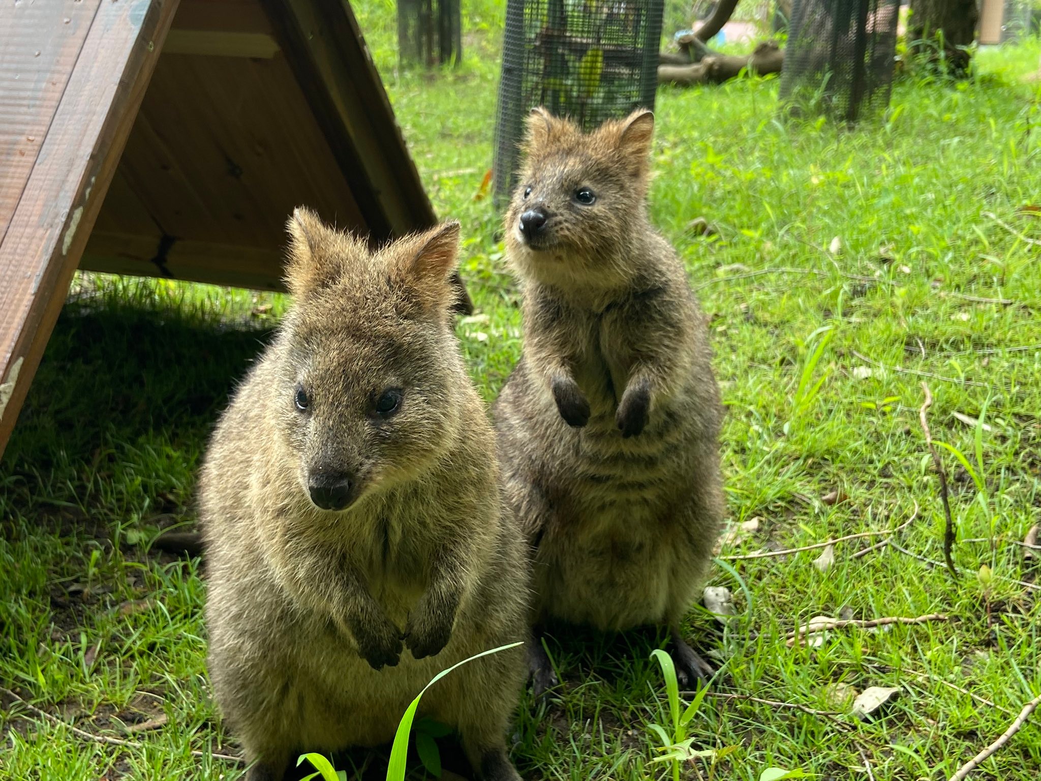 ついに日本にやってきた 世界一幸せな動物 クオッカの愛くるしい素顔