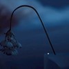 　星に  願いを　＿　