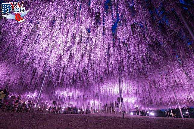 門票越貴越開心足利花卉公園浪漫紫藤花 野旅行 Line Today