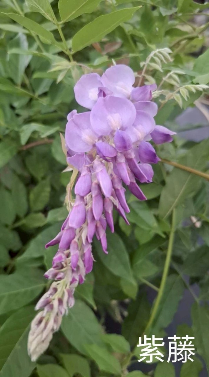 桃園內壢蘆竹-原石園藝景觀