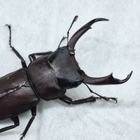 クワガタ好きの集い