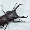 クワガタ好きの集い