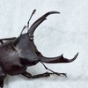 クワガタ好きの集い