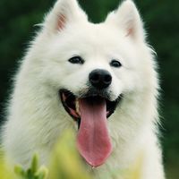 หาเพื่อนซามอยด์ (Samoyed)