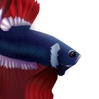 Betta ปลากัด