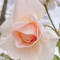 香香精油坑坑記