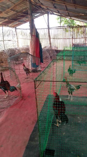 คนล่าฝัน ขายไก่ชน