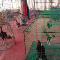 คนล่าฝัน ขายไก่ชน