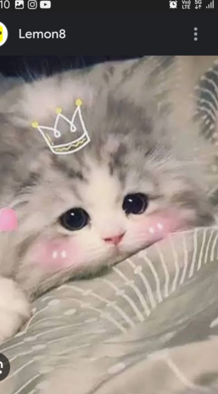 โอเพนแชทแมวน่ารัก