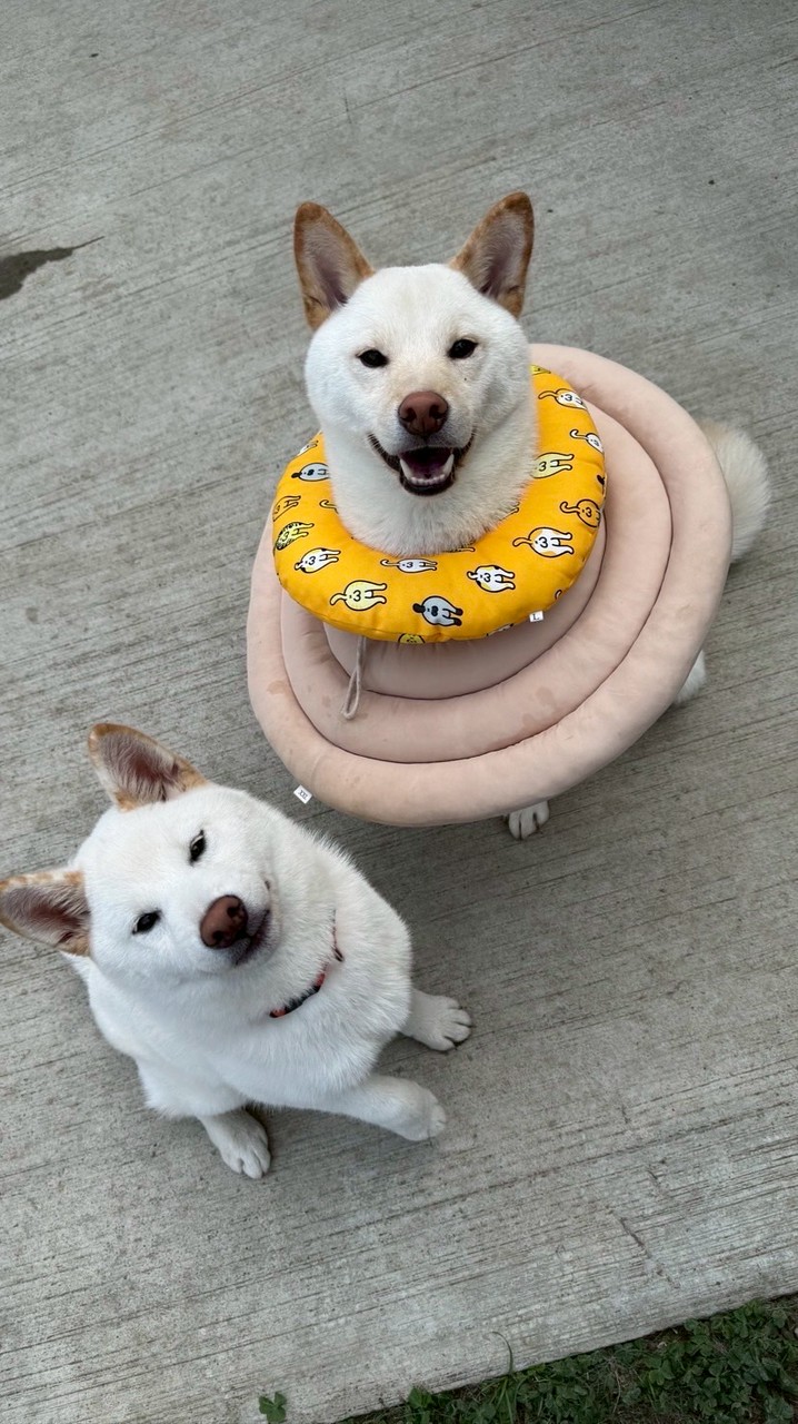 雅將娘家小狗聚🐶