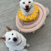 雅將娘家小狗聚🐶