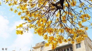 台南賞花 | 2018花開正美！台南市賞花地圖與景點推薦