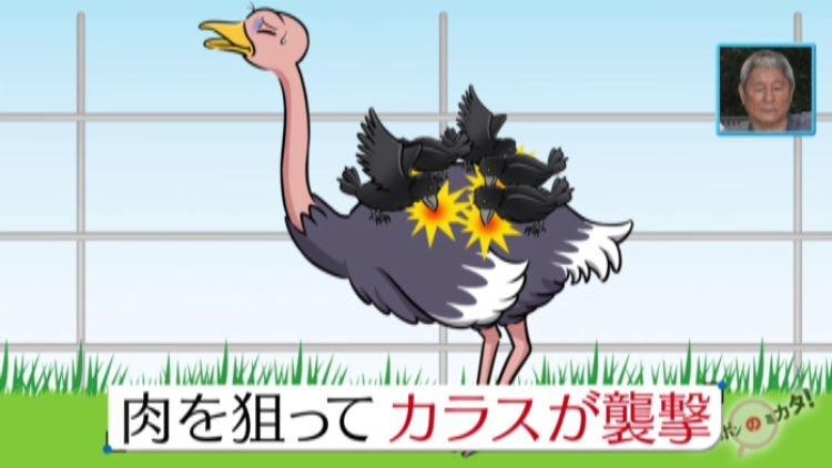 放し飼いのダチョウと触れ合える謎のテーマパークの全貌