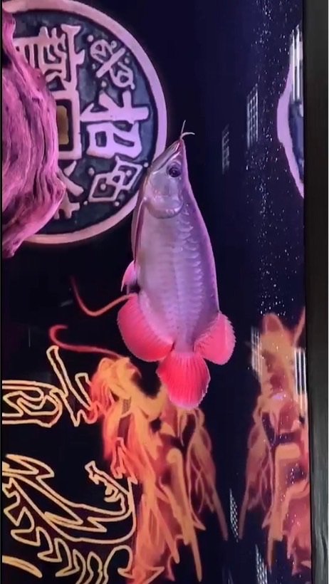 龍哥虎魚 龍魚 魟魚交易平台