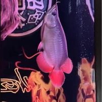 龍哥虎魚 龍魚 魟魚交易平台