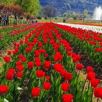 Bright & Bloom travel