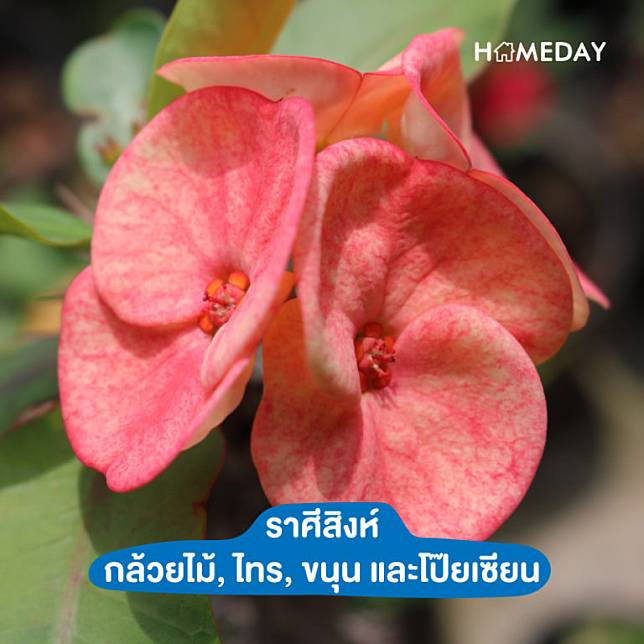 ต้นไม้มงคล รวยทรัพย์ ประจําราศี | Homeday | Line Today