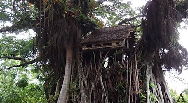 6 Rumah Pohon Paling Unik dan Menarik yang Ada di Dunia