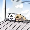 線條小狗冫੯‧̀⬮꒱ ° 盲盒情報站ฅ