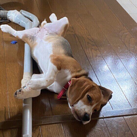 犬が保冷剤を食べた 誤飲 誤食トラブルに獣医師が回答