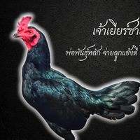 ชยุต ฟาร์ม