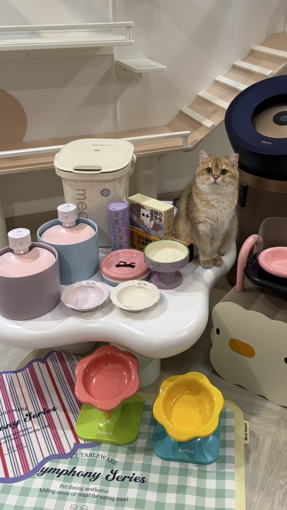 ROCKGET พรีออเดอร์ของแมว🐱