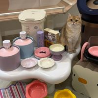 ROCKGET พรีออเดอร์ของแมว🐱