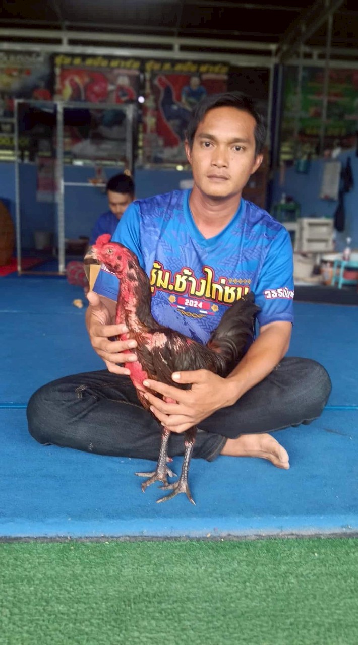 ไก่ชนสายเลือดเงินล้าน