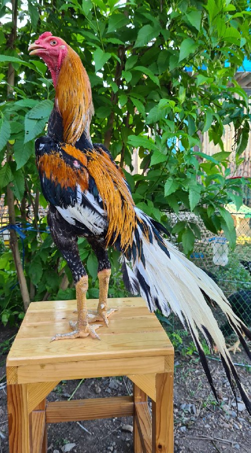 จ๋า อ่างทอง โพสะฟาร์ม
