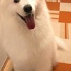 大型犬大好きな人あつまれ〜！