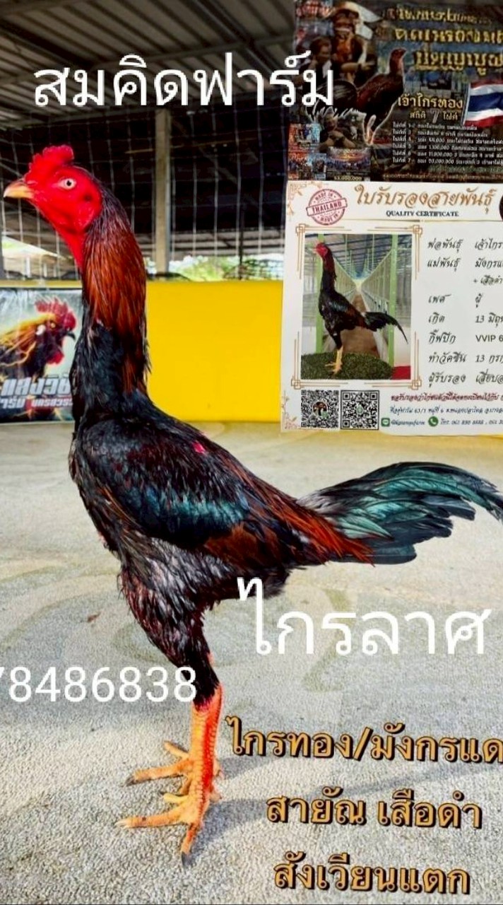 สมคิด ฟาร์ม (กำแพงเพชร)