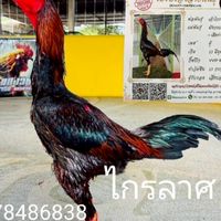 สมคิด ฟาร์ม (กำแพงเพชร)