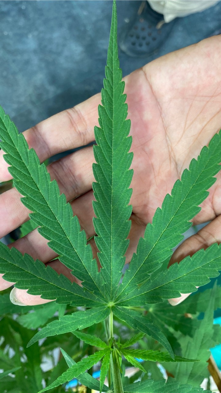 กัญชา เฟส2 (เฉพาะผู้ปลูก) Cannabis Grower P2