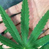 กัญชา เฟส2 (เฉพาะผู้ปลูก) Cannabis Grower P2