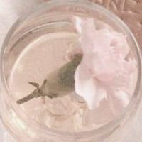 毎日一緒にダイエット🎀‎🤍