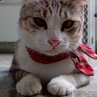校刊貓咪徵文