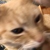 小衞風扇聊天俱樂部
