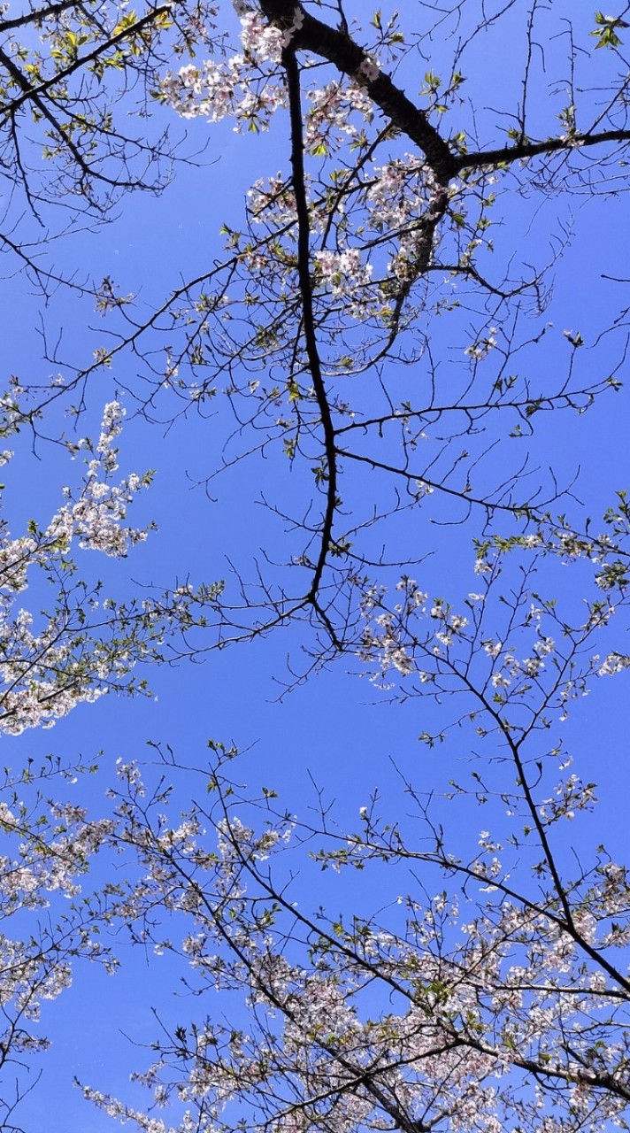 好きなものを食べても痩せるゼロ磁場ダイエット