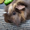 おうちどうぶつえん