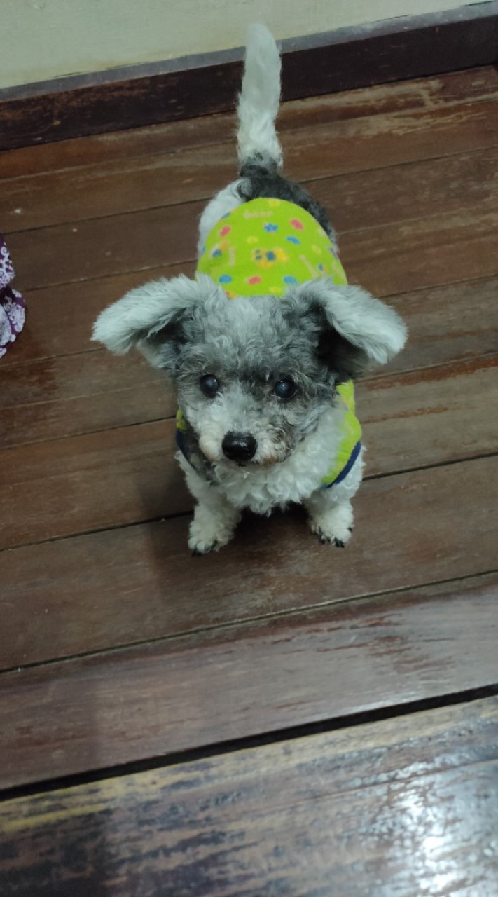 คลิปน้องแมวน้องหมาน่ารักๆ