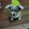 คลิปน้องแมวน้องหมาน่ารักๆ