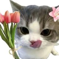 มิกิวะจงเจริญ💋